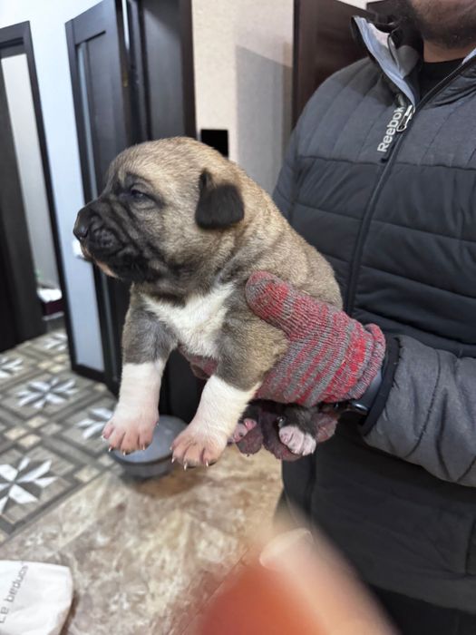 Продам щенков кангала