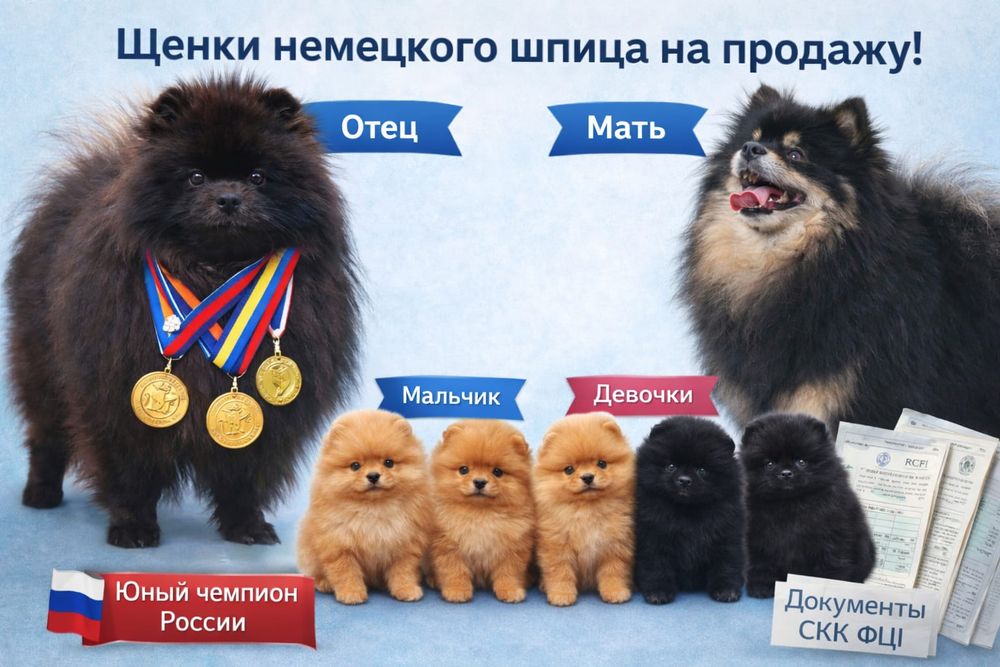 Щенки породы Шпиц