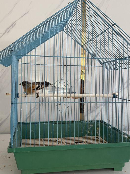 Вьюрок самец и самка