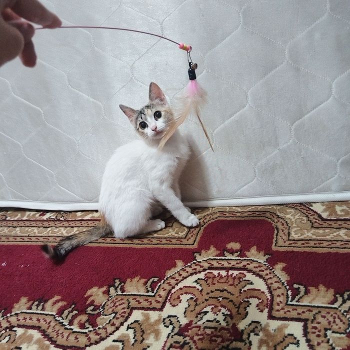 Отдам котёнка в хорошие руки