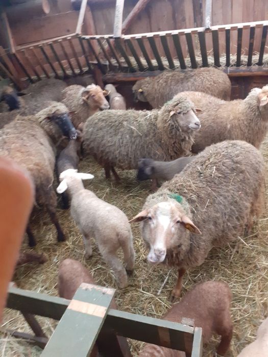 Oi de vânzare în loc. Arcuş, jud. Covasna