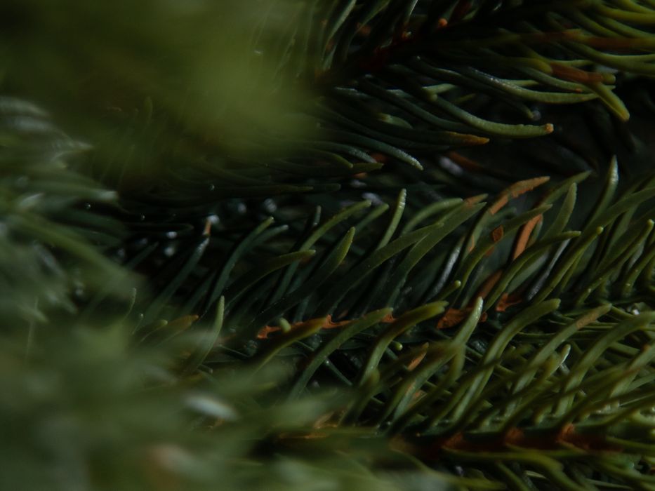 Новая Ель "Императрица Премиум” ёлка