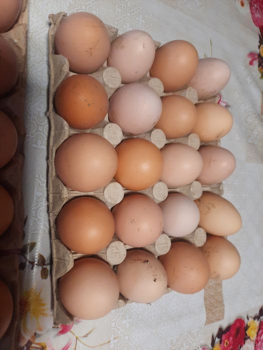 Oua de gaina BIO, proaspete  / Oua de casă pentru consum sau incubat