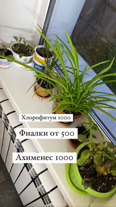 Продам комнатные цветы