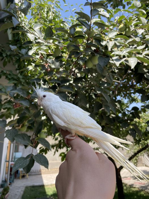 Продается ручной попугай корелла