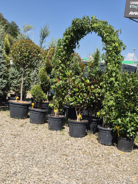 Plante de grădină