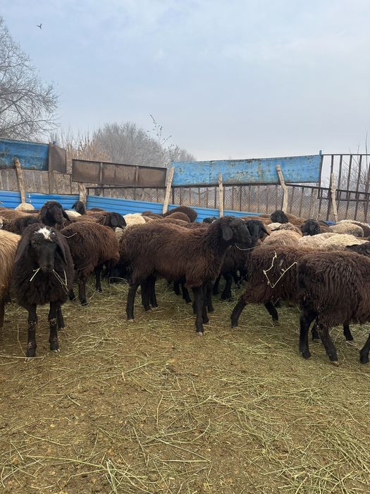 Бараны бараны бараны