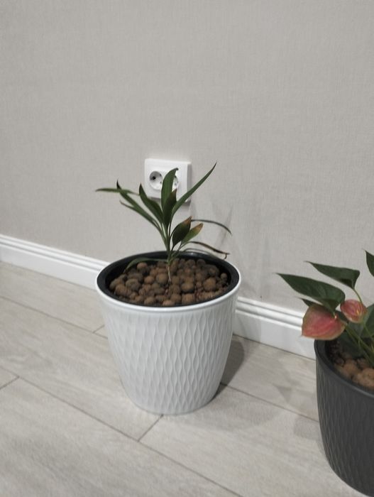 Продам комнатные цветы