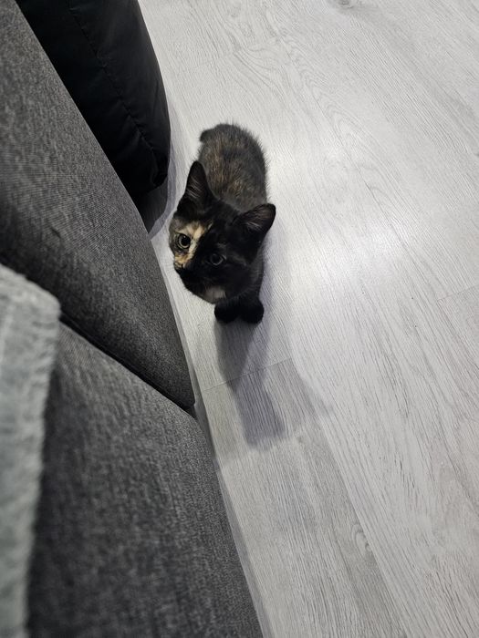 Котёнок бесплатно