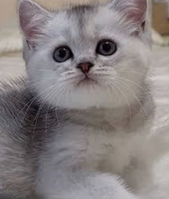 Продаются  котята шиншиллы