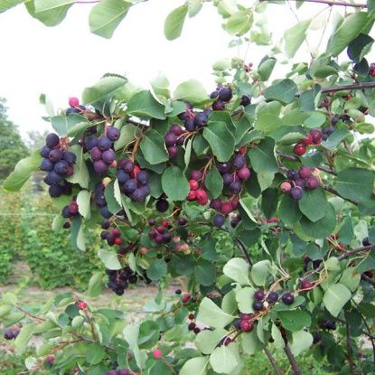 Продам Иргу саженцы