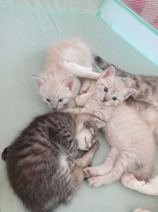 Отдам Котята бесплатно на хорошие руки