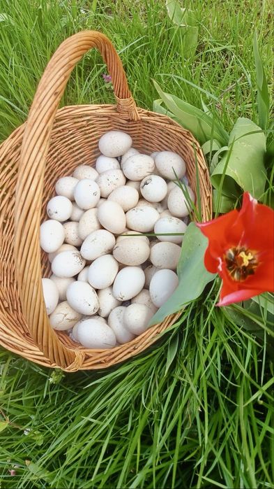 Oua de curca pentru incubat