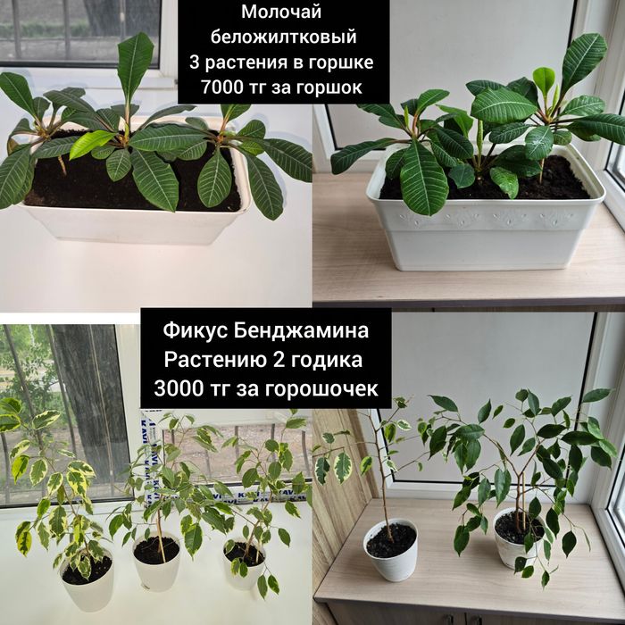 Комнатные цветы комнатные растения