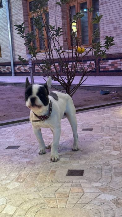 Французский бульдог