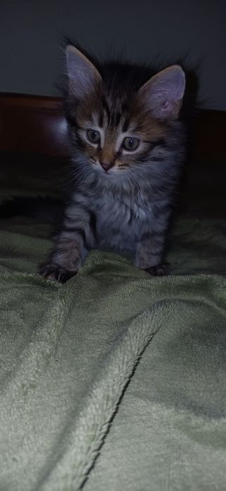 Продам котят (мальчики), 1 месяц