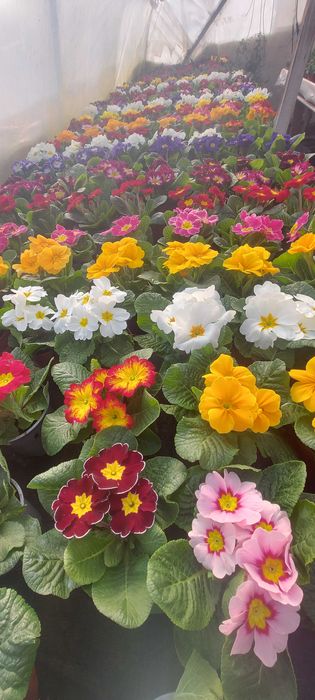 Primule, zambile 1 martie