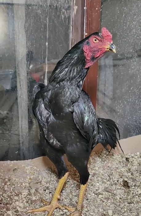 тоза 100 тали привозной Шамо зот жужалари сотилади