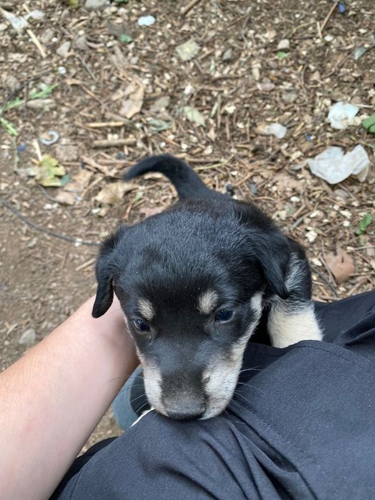 Маленькие щенята. Отдам СРОЧНО