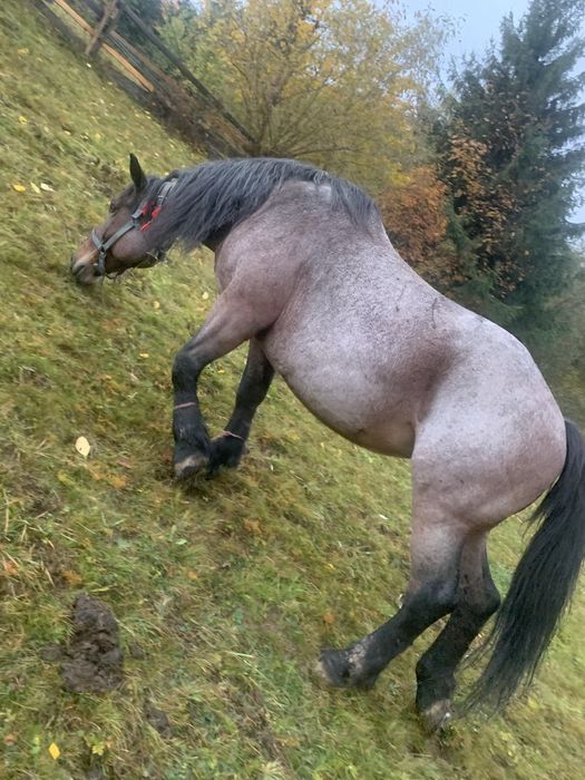 Vand iapa de 13 ani..