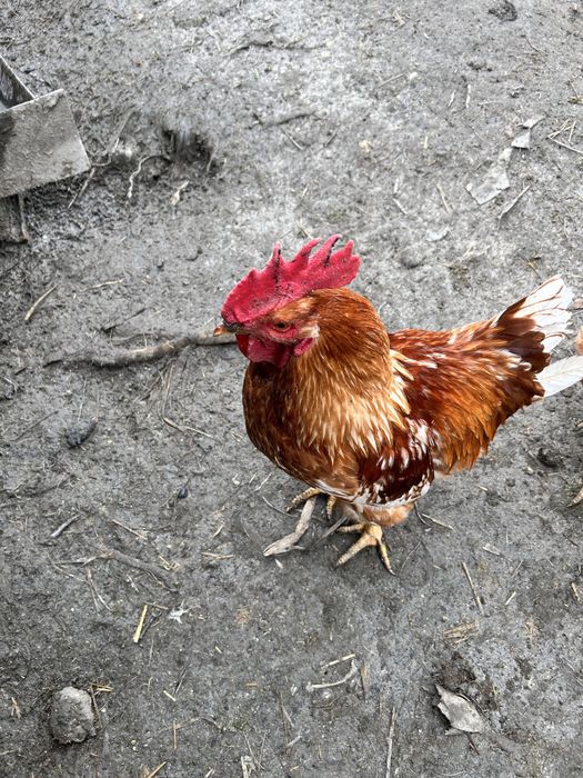 Rățoi și cocoși de vanzare