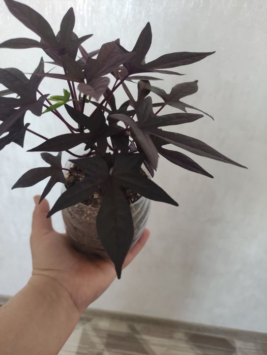 Ипомея "Батат" продам