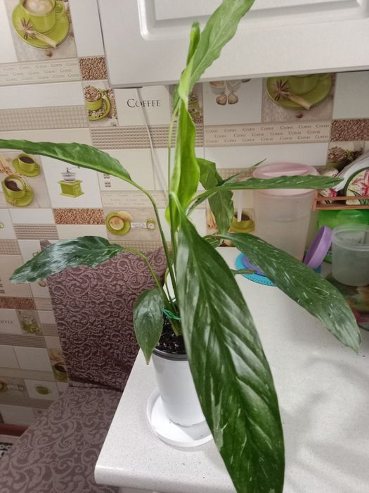 Женское счастье вариегатное