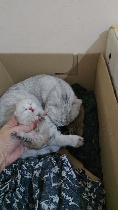 Она бола серебристый шиншилла