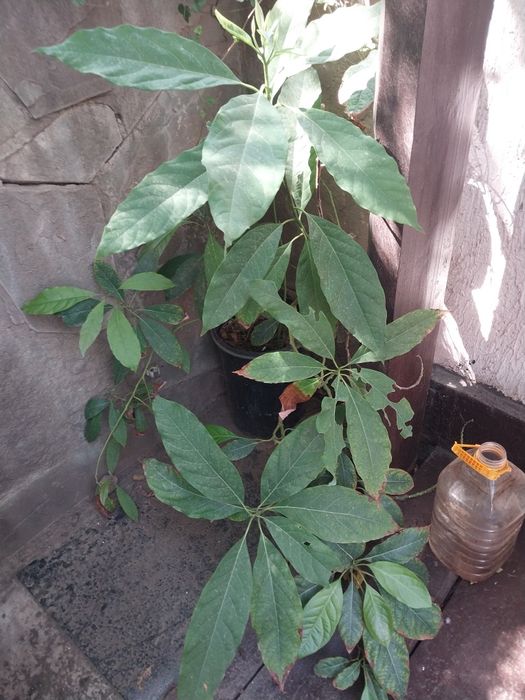 Комнатные растения Крупномеры лимон,монстера