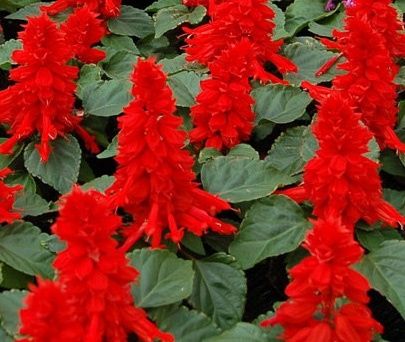 Цветы в ассортименте