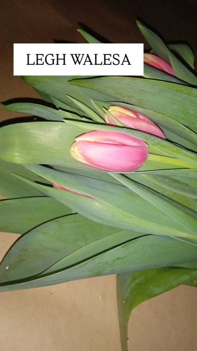 Тюльпаны Голландские свежие