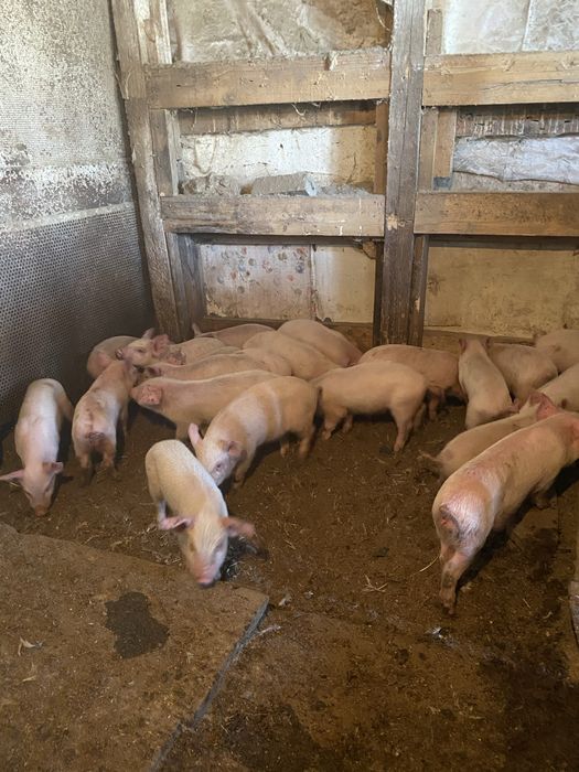 Поросята Куры несушки