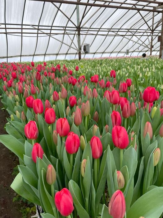 Голландиялық люкс тюльпандар
