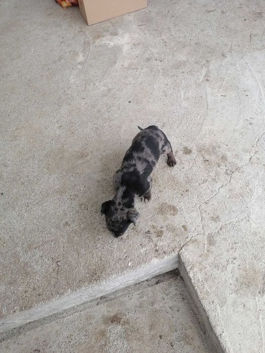 Vând  cățel Teckel