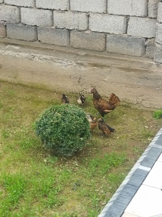 Курицы с цеплятами