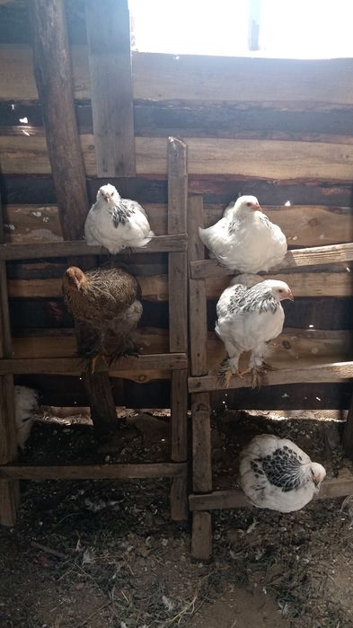 продам цыплята брама