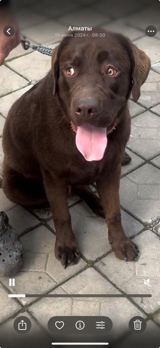 Пропала собака. Коричневый лабрадор.