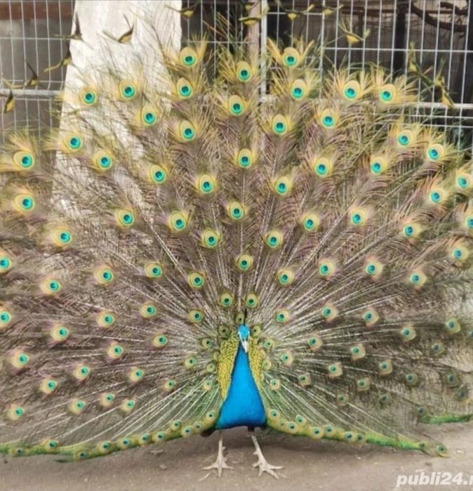 Ouă de păuni standard si păsări