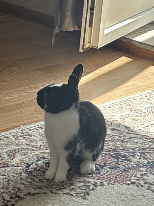 Продам декоративного кролика