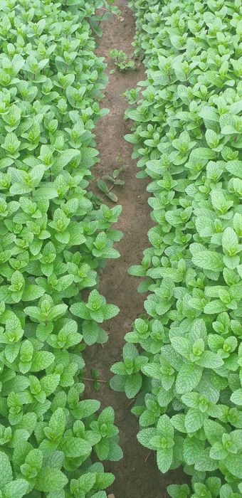 Stoloni menta olandeza.