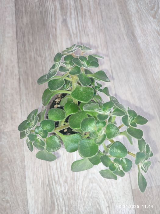 Аихризон дерево счастья, коланхоэ