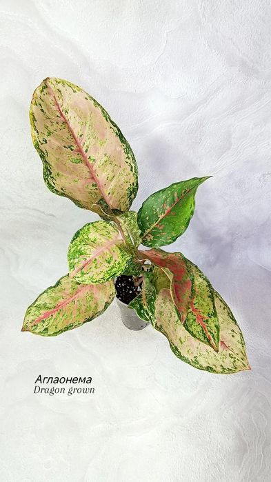 Аглаонемы (взрослые), от 3500 тг