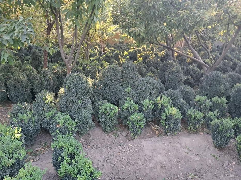 Самшит саженцы шамшит