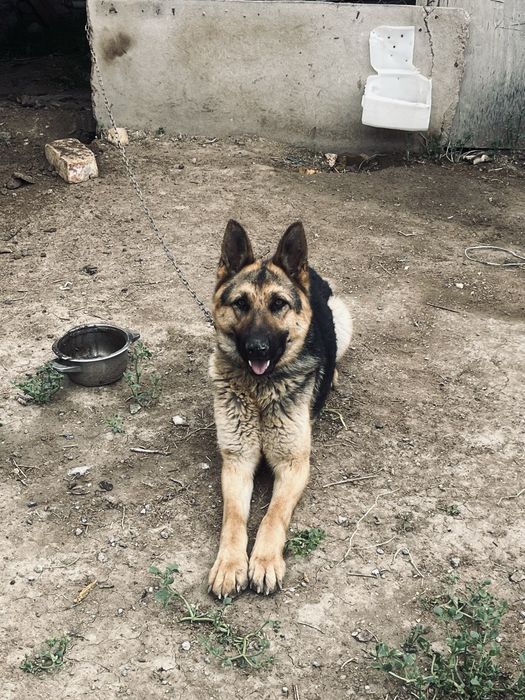 Немецкая овчарка