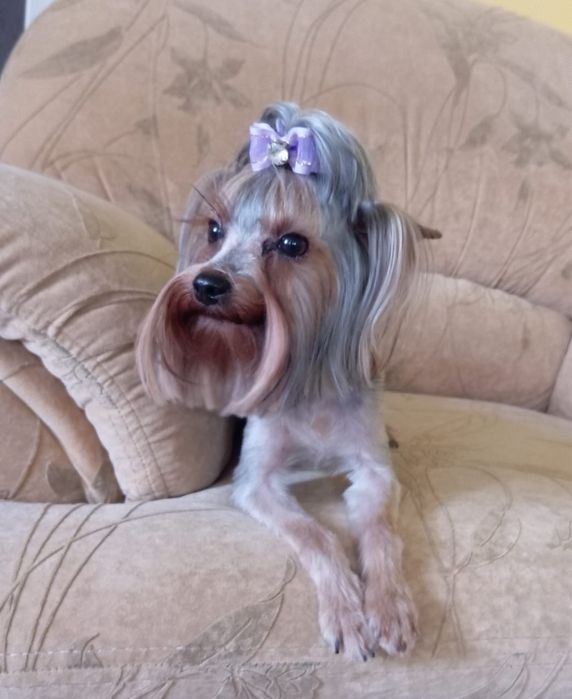 Щенки йоркширского терьера