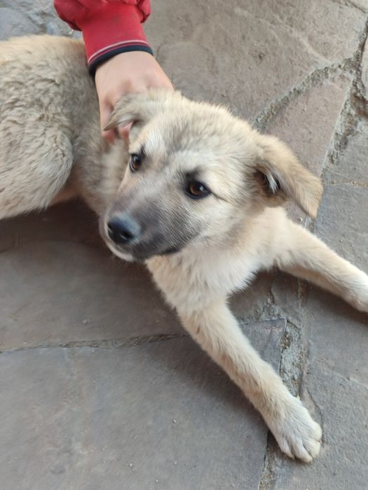 Щеночек ищет себе дом