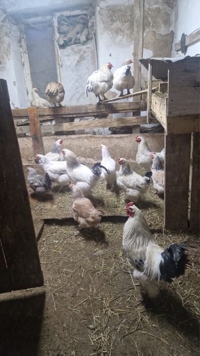 Продаю домашних петухов