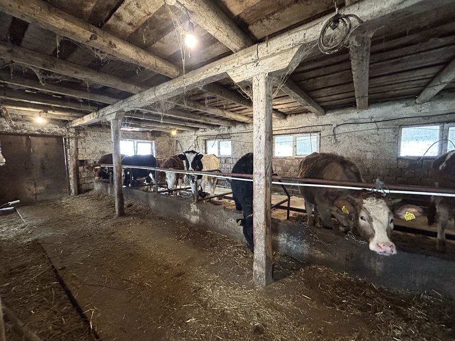 Vand vitele si un tauras