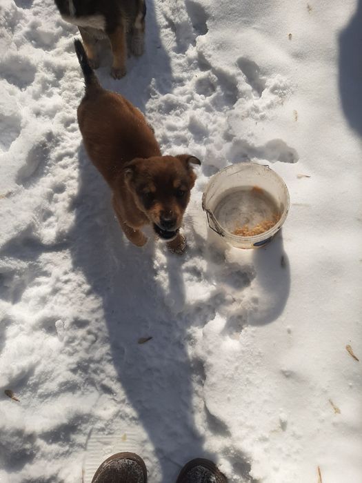 СРОЧНО ищут домик!