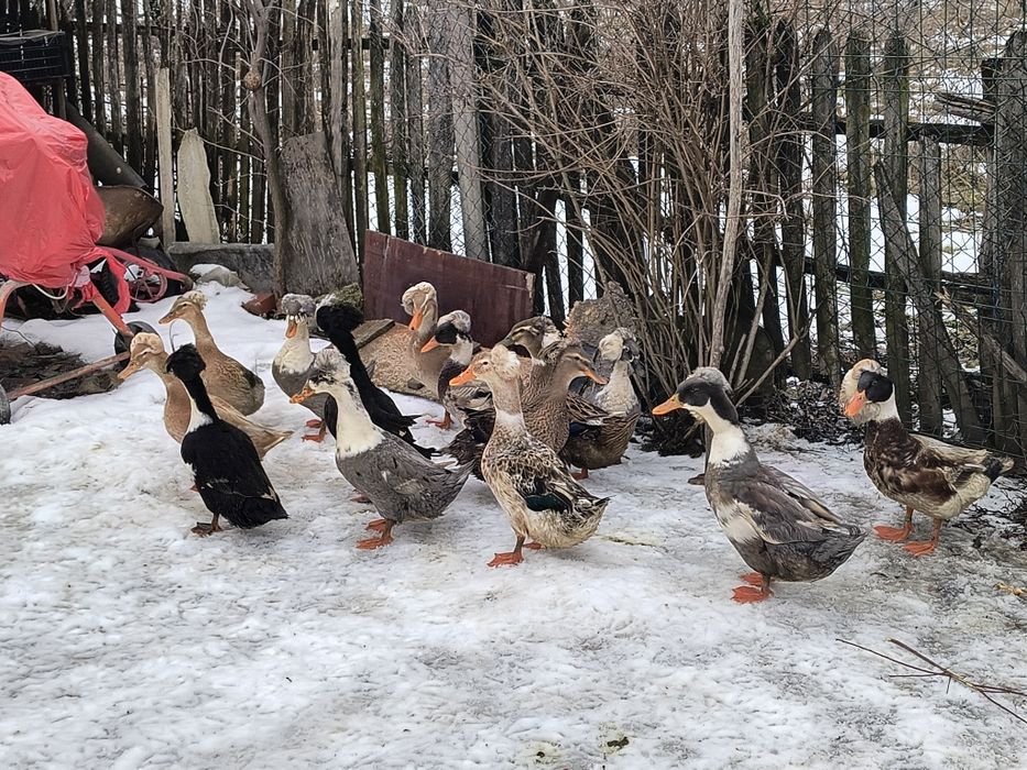 Vând oua incubat rațe românești cu moț